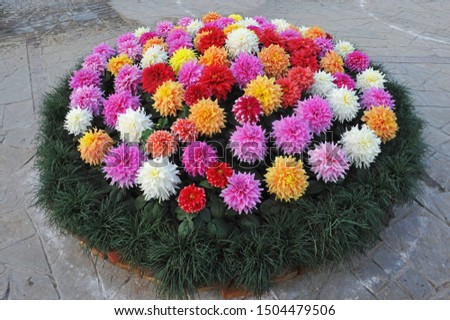 Beautiful Natural Multicolour Dahlia Flowers. 