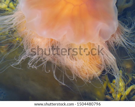 Jellyfish and seaweed in the natural park of Kosterhavet, Bohuslan, Sweden. Royalty-Free Stock Photo #1504480796