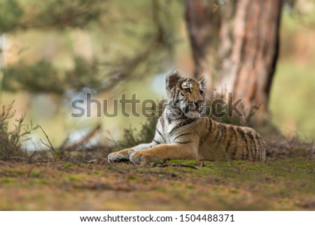 adorable little bengal tiger cub lying in forest