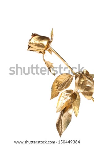 The photo of beautiful golden rose