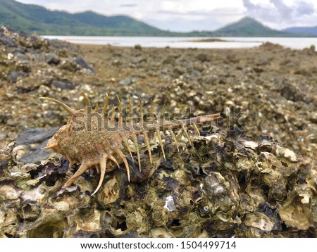 Seashell, The Venus comb murex (Murex pecten), species of large predatory sea snail, a marine gastropod mollusk in the family Muricidae, the rock snails or murex snails. Selective focus.