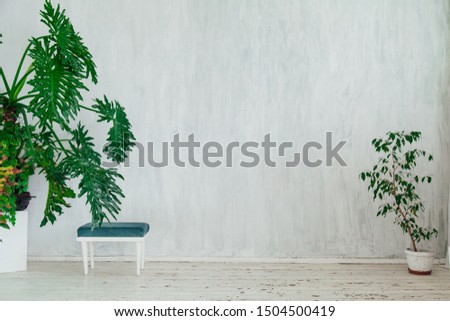 chair with green plants in a vintage white room