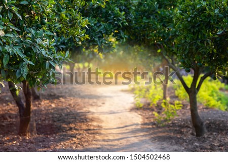 Citrus garden with trees, way and sunlight in Sicily, Italy. Mandarin tree with fruits. Branch with fresh green tangerines and leaves. Satsuma tree picture. Paradise