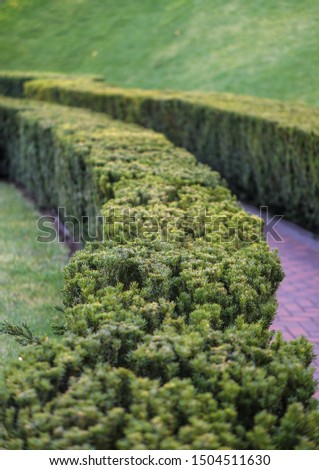 Kinked beautifully groomed lawn bushes in the landscape. Flora of a country house or nature reserve. Stock photo