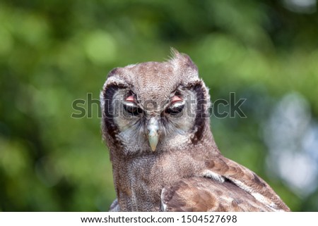 Head and neck of a Milky eagle owl in the sun looking down.