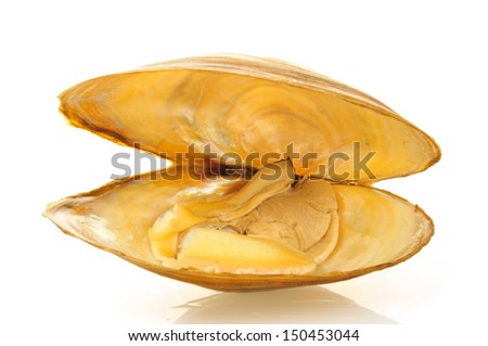 White background on the shell, close-up pictures  