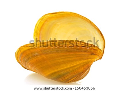 White background on the shell, close-up pictures  