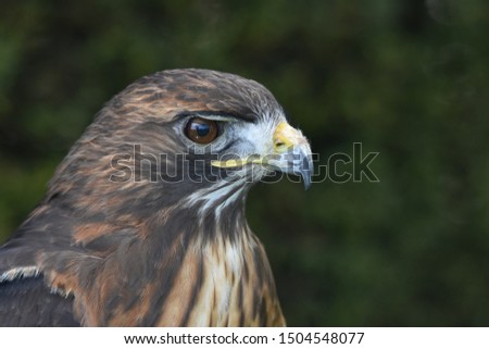 A close up picture of a hawk