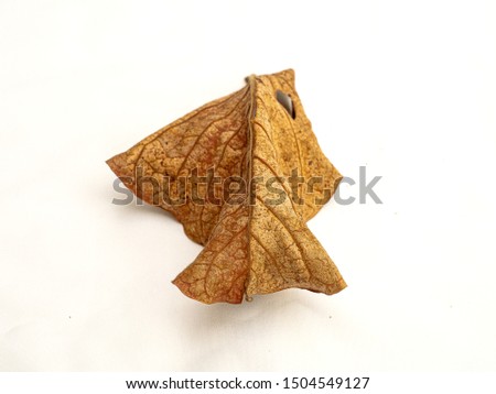 Dry leaf fall from tree has variety shape and colorful.