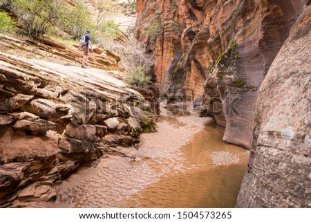 Hiker walks along raised creek edge enclosed on one side by red rock canyon walls.  Zion National Park, UT