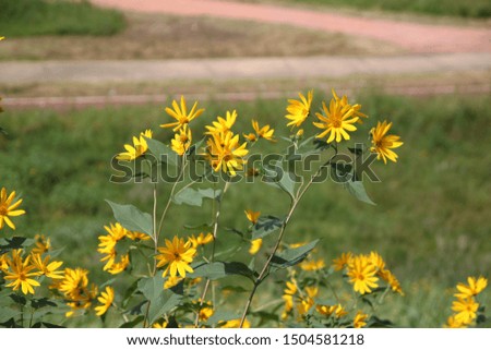 a picture of a yellowish flower
This picture is a Jerusalem artichoke flower