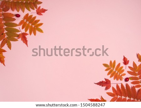 Autumn composition. Orange Rowan leaves and maple leaves, hawthorn berries on a pink background.