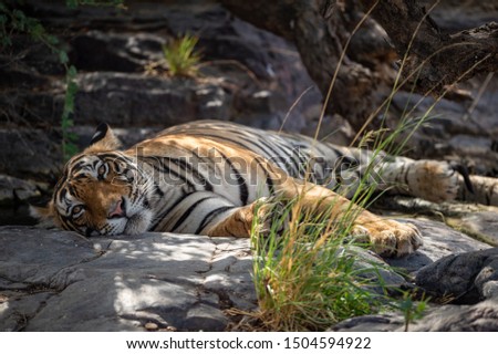 bengal tiger in nature habitat. Wildlife scene with danger animal. Hot summer in India. Dry forest male tiger angry  Eyes and Expression resting on rocks, Panthera tigris at Ranthambore national park Royalty-Free Stock Photo #1504594922