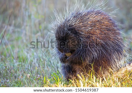 Porcupine eating in the summer meadow in Canada