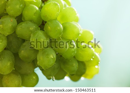 Green grape with drops of water. Macro image.