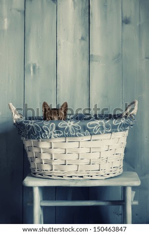 Photo of cute kitten in the basket