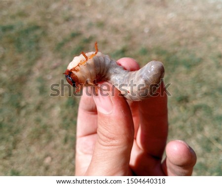 Rhino beetle larvae in a man s hand. Large beetle larva, rhinoceros beetle
