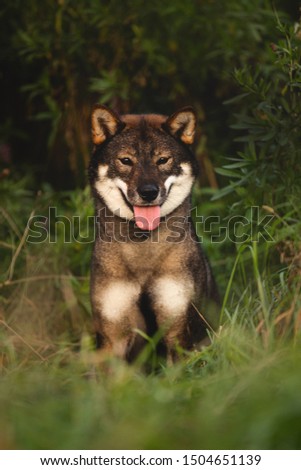 Close-up portrait of cute and beautiful japanese dog breed shikoku sitting in the forest in fall