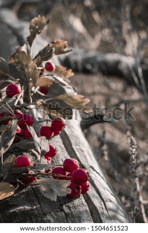 A close-up of a branch of hawthorn (Crataegus) with red ripe berries on a dry cracked log. Eye level shooting. Soft focus. The vertical location of the picture.