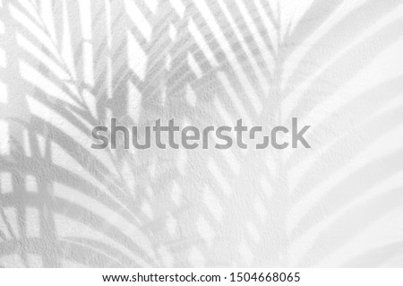 Light and shadow leaves,palm leaf on grunge white wall concrete background.Silhouette abstract tropical leaf natural pattern for wallpaper, spring,summer texture.Black and white blurred image backdrop