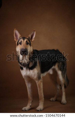 Portrait of a beautiful german shepherd dog standing on brown background. Studio shot. Grey and black colored.
