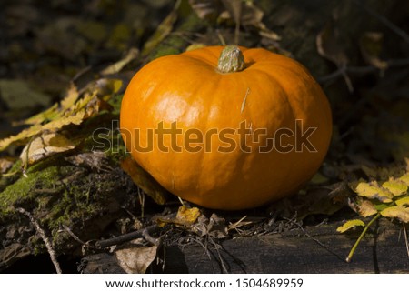 Fall harvest pumpkin on a green grass outdoors. Autumn composition. Thanksgiving day and Halloween concept.