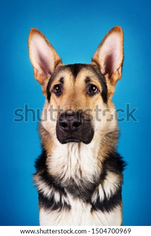 Close up portrait of a beautiful german shepherd dog on blue background. Studio shot. Grey and brown colored.