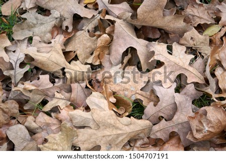 Dried Fall leaves on the forest floor