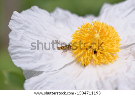 European honey bee on the flower. Flowers provide bees with nectar and pollen. Bees provide flowers with the means to reproduce, in a process called pollination. 