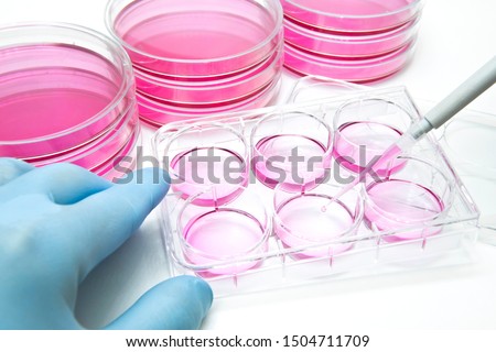 Aliquot of human stem cells into the 6 well plate for cellular assay 