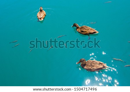 Fauna of Plitvice Lakes, ducks and fish in clear water.