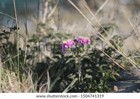 motley natural plant flower and landscape