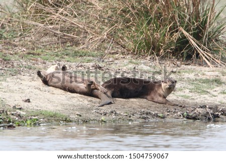 The smooth-coated otter is a fish hunting animal.