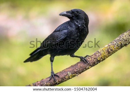 Carrion crow (Corvus corone) black bird perched on branch and looking at camera Royalty-Free Stock Photo #1504762004