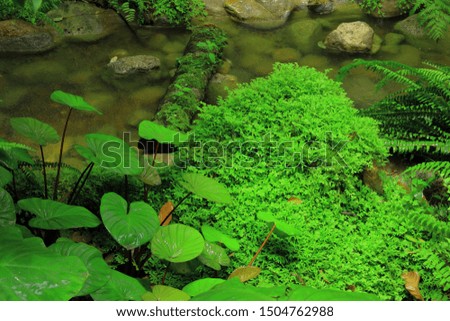 Forest stream with green in the river , Ferns leaves and rocks covered with moss. 