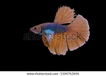 Colorful Siamese fighting fish with dark background