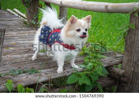 Long haired chihuahua is excited with new environment. 