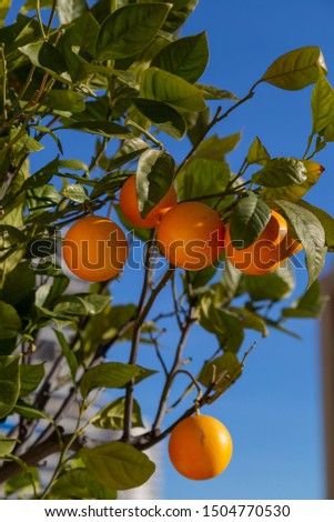 Orange tree branch on the blue sky background