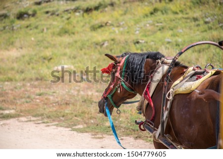 a brown horse in Huanghuagou, Hohhot, Inner Mongolia, China