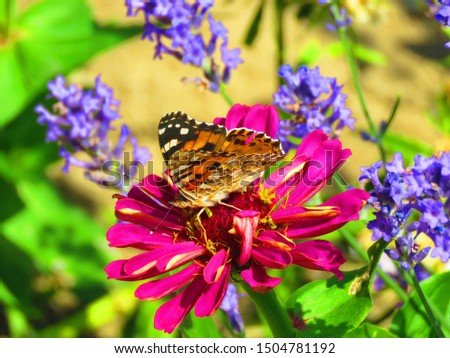 painted lady butterfly, Vanessa cardui,