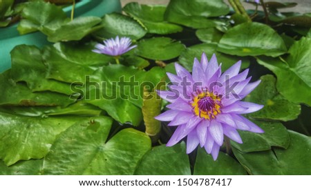 A close range picture of pair of purple lotus in cool green cemet pot in garden.  