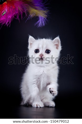 cute kittens cat