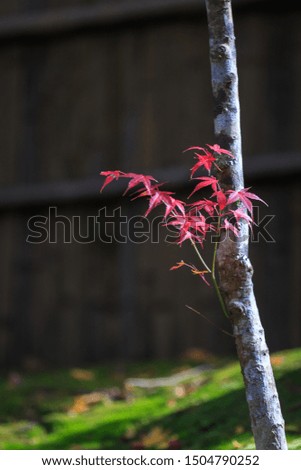 a branch of red maple leaves on the tree trunk in the garden of Saihoji Temple, Kyoto, Japan