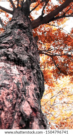 Landscape photo of a red leaf leaf tree