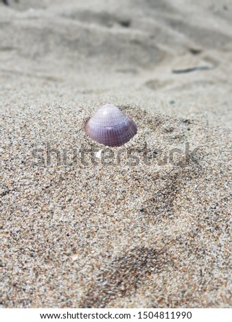 A beautiful shell in the sand of the beach.