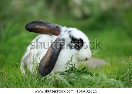 Baby rabbit in grass. Summer day