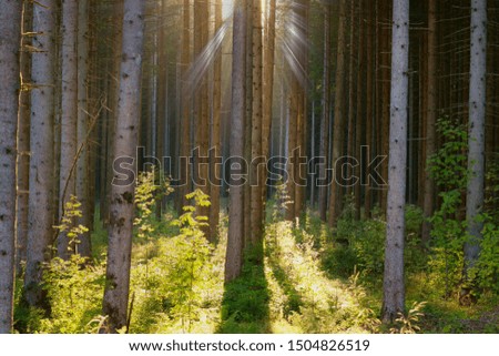 Sunbeams through fir trees in the black forest. Germany.
