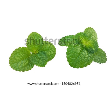 Peppermint on a white background.The herb has a fresh fragrance, helps to eliminate bad breath, dissolves phlegm and mucus, relieves colds and coughs, relieves sore throat, helps to breathe comfortabl