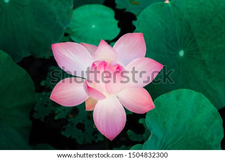 Close up pink Lotus flower plants in a lake of Vietnam. Vietnam's symbol.