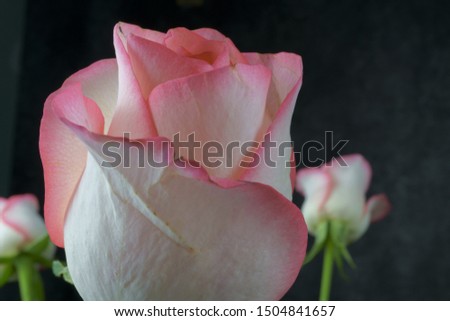 Close up view of a beautiful rose. Macro image of beautiful rose on dark background